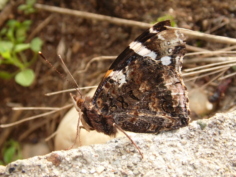 La confidente Vanessa atalanta